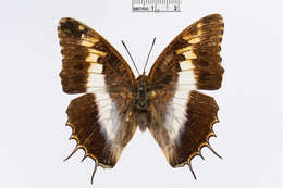 Image of Charaxes andara Ward 1873