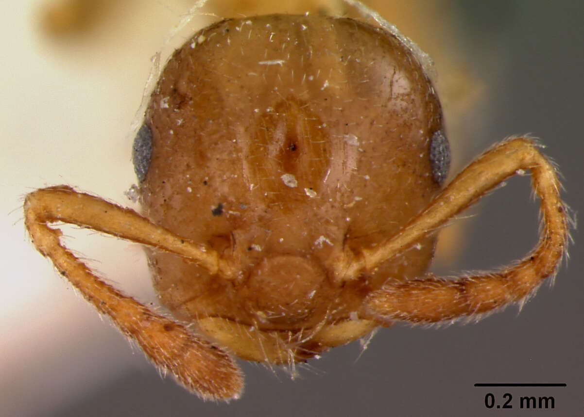 Слика од Crematogaster borneensis novem Forel 1911