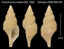 Image of Aforia hedleyi (Dell 1990)