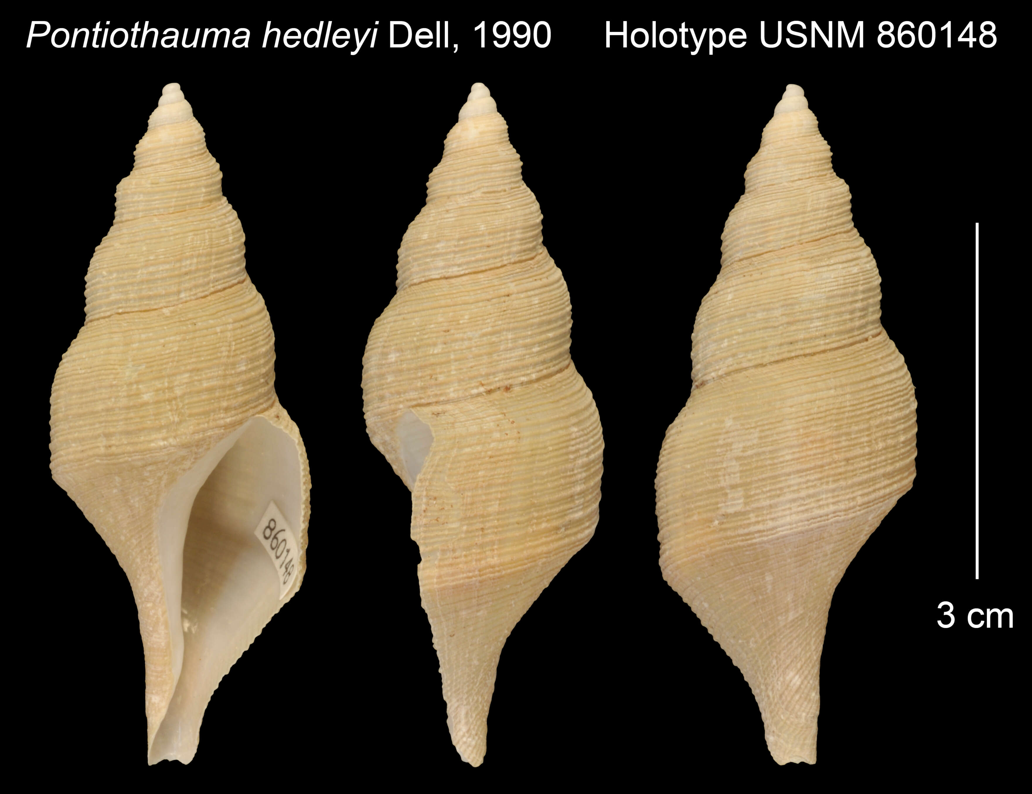 Image of Aforia hedleyi (Dell 1990)