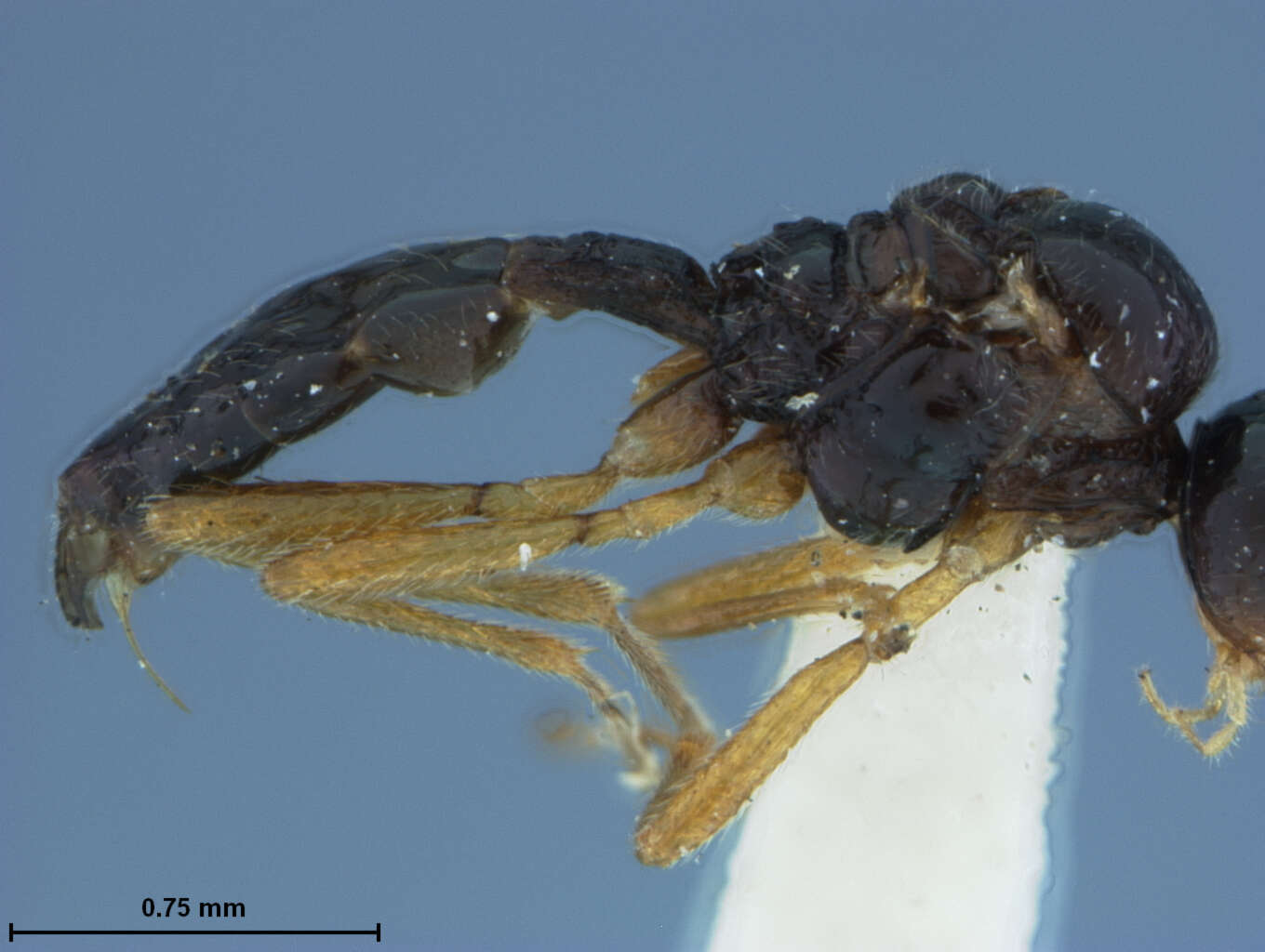 Image of Aphidius paulensis Ashmead