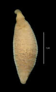 صورة Notobdella nototheniae Benham 1909