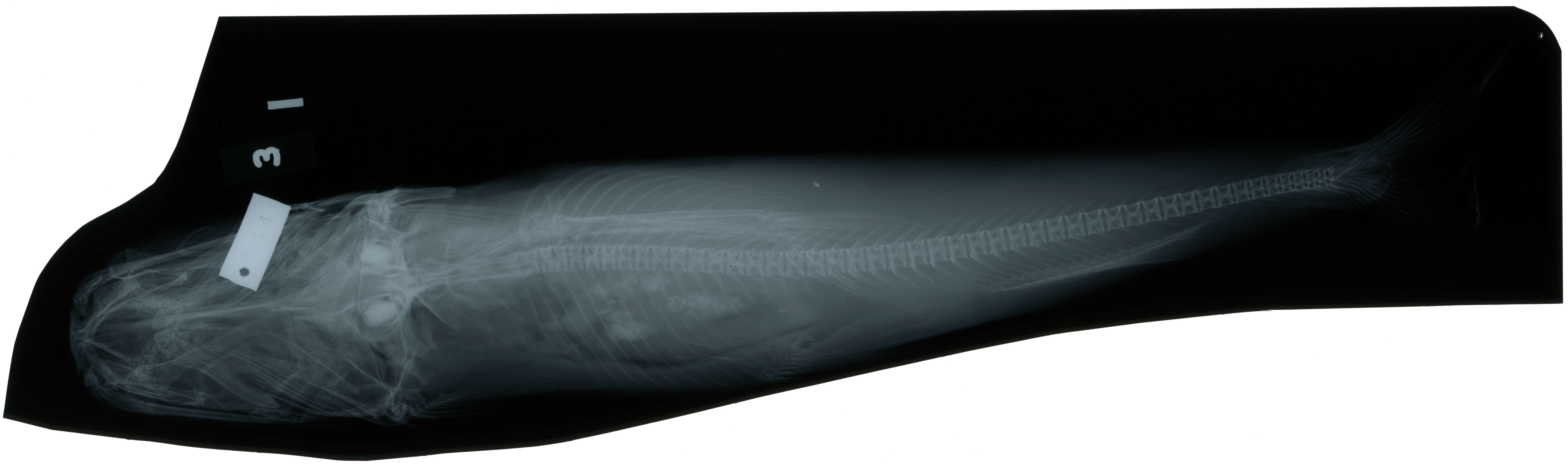 Image de Osteogeneiosus