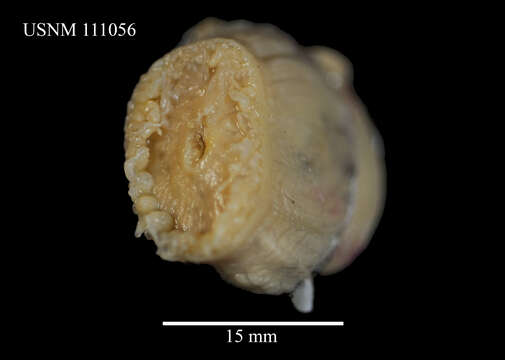 صورة Isosicyonis striata Rodríguez & López-González 2008