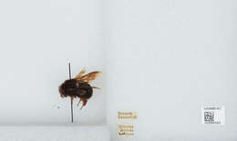 Image of Bombus atripes Smith 1852