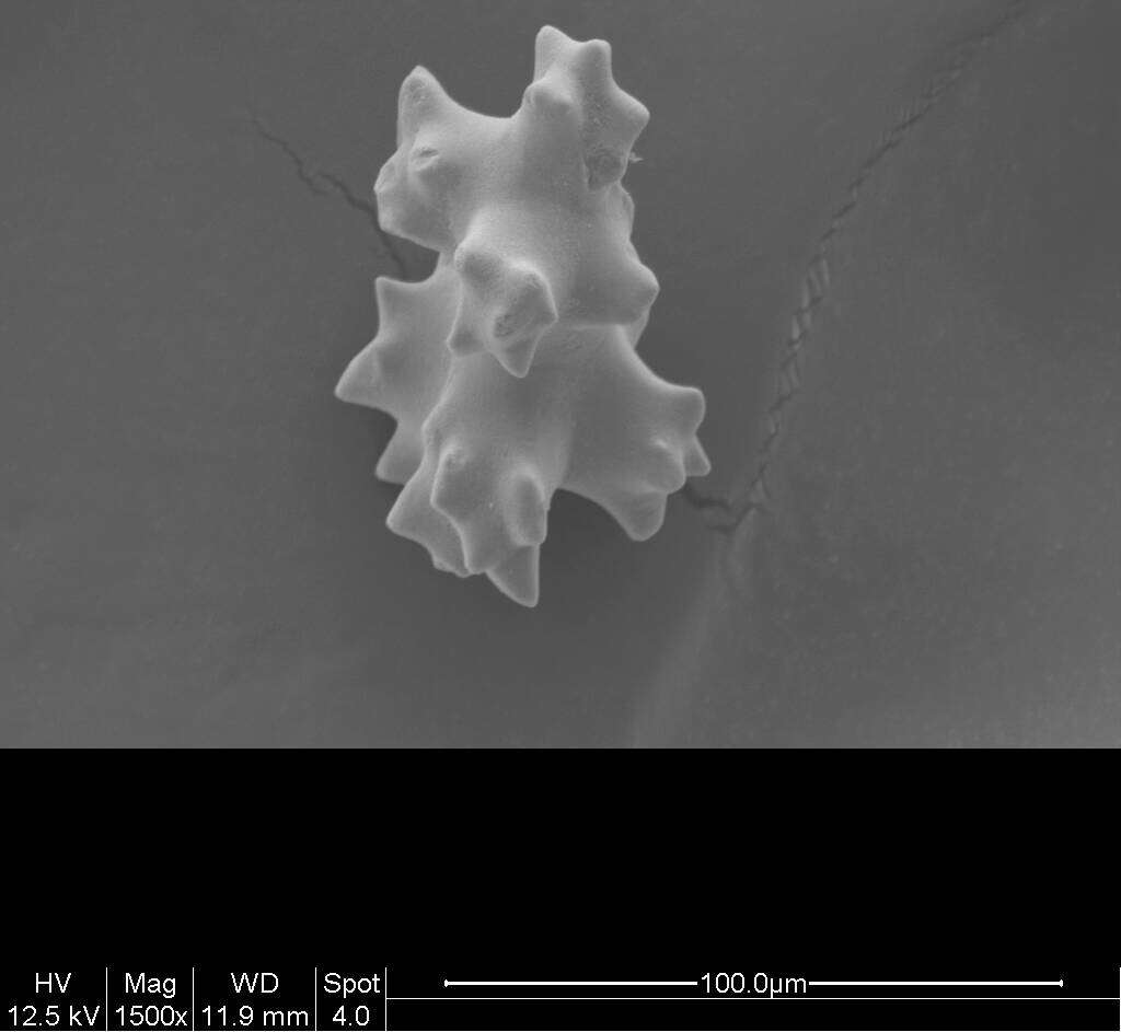 Image of Pleurocorallium niveum (Bayer 1956)