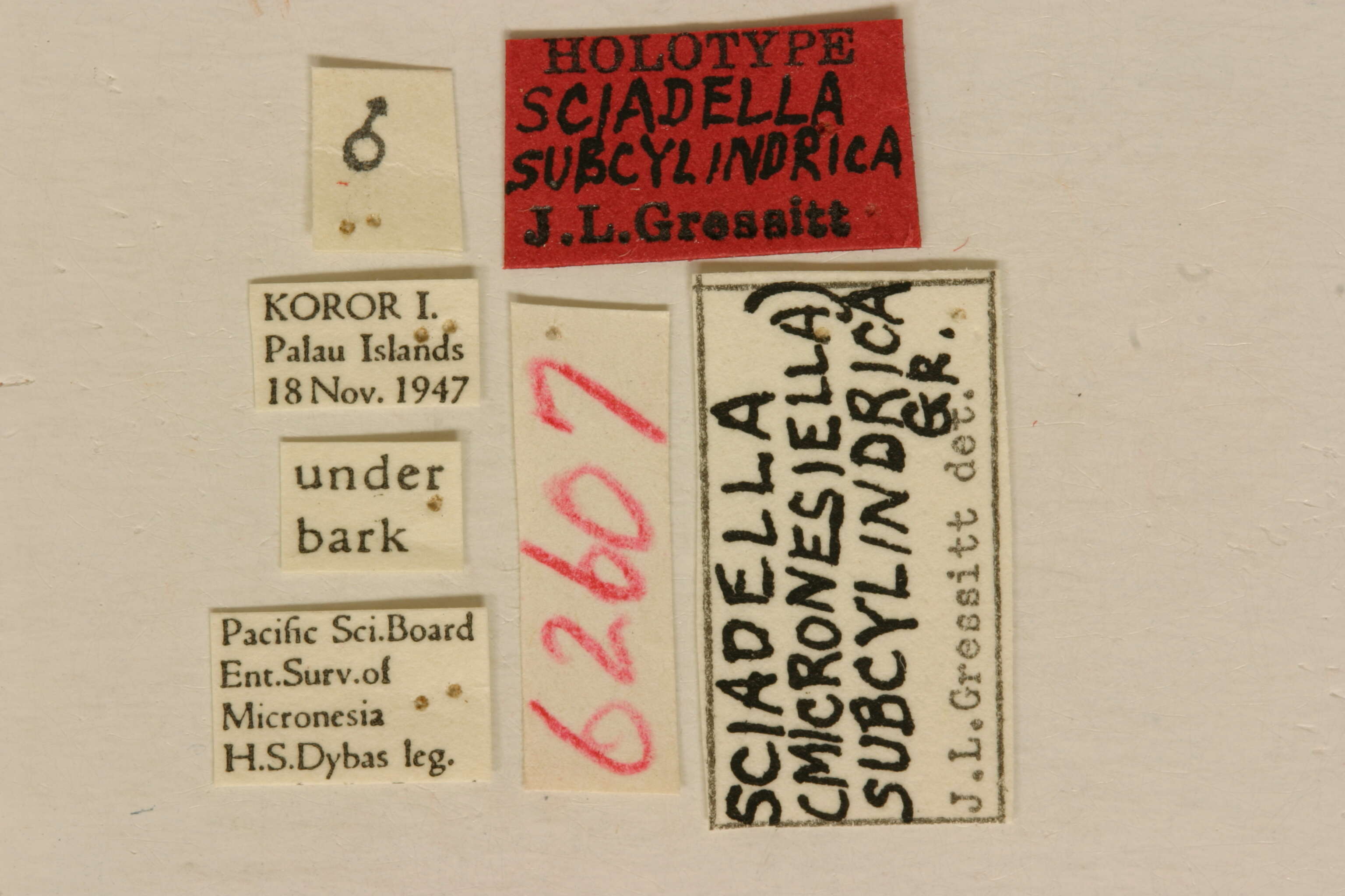 Image of Miaenia (Micronesiella) subcylindra (Gressitt 1956)
