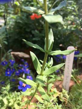 Image of Scarlet pimpernel