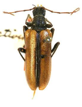 Image of Leptacmaeops punctiventris Casey 1913