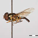 صورة Allograpta insularis Thompson 1981