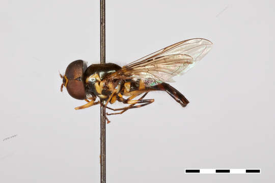 Image of Allograpta insularis Thompson 1981