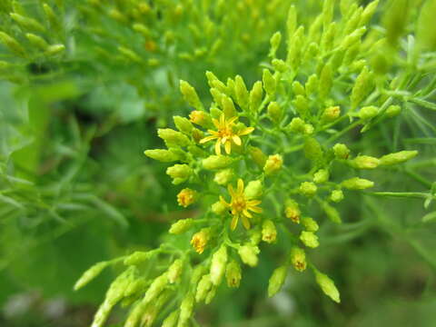 Image of Slender Goldentop