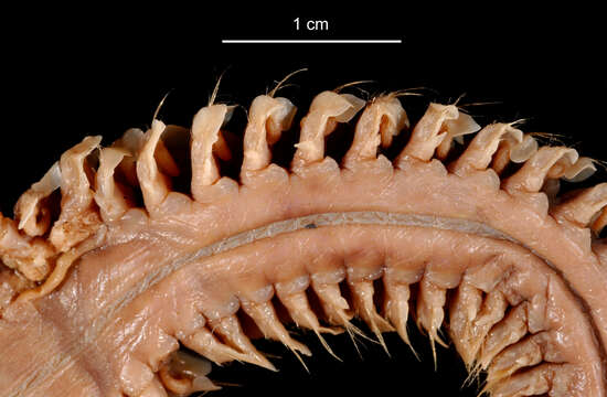 Image of Aglaophamus ornatus bransfieldia Hartman 1967