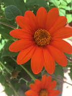 صورة Tithonia rotundifolia (P. Mill.) Blake