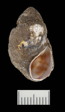 Image of Elimia ampla (Anthony 1854)