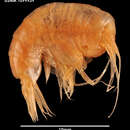 Image of Parandania boecki (Stebbing 1888)