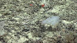Image of Deep Sea Sponge