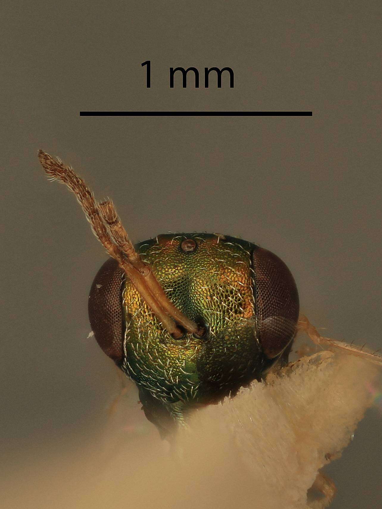 Image of Eurydinoteloides bacchadis (Burks 1954)