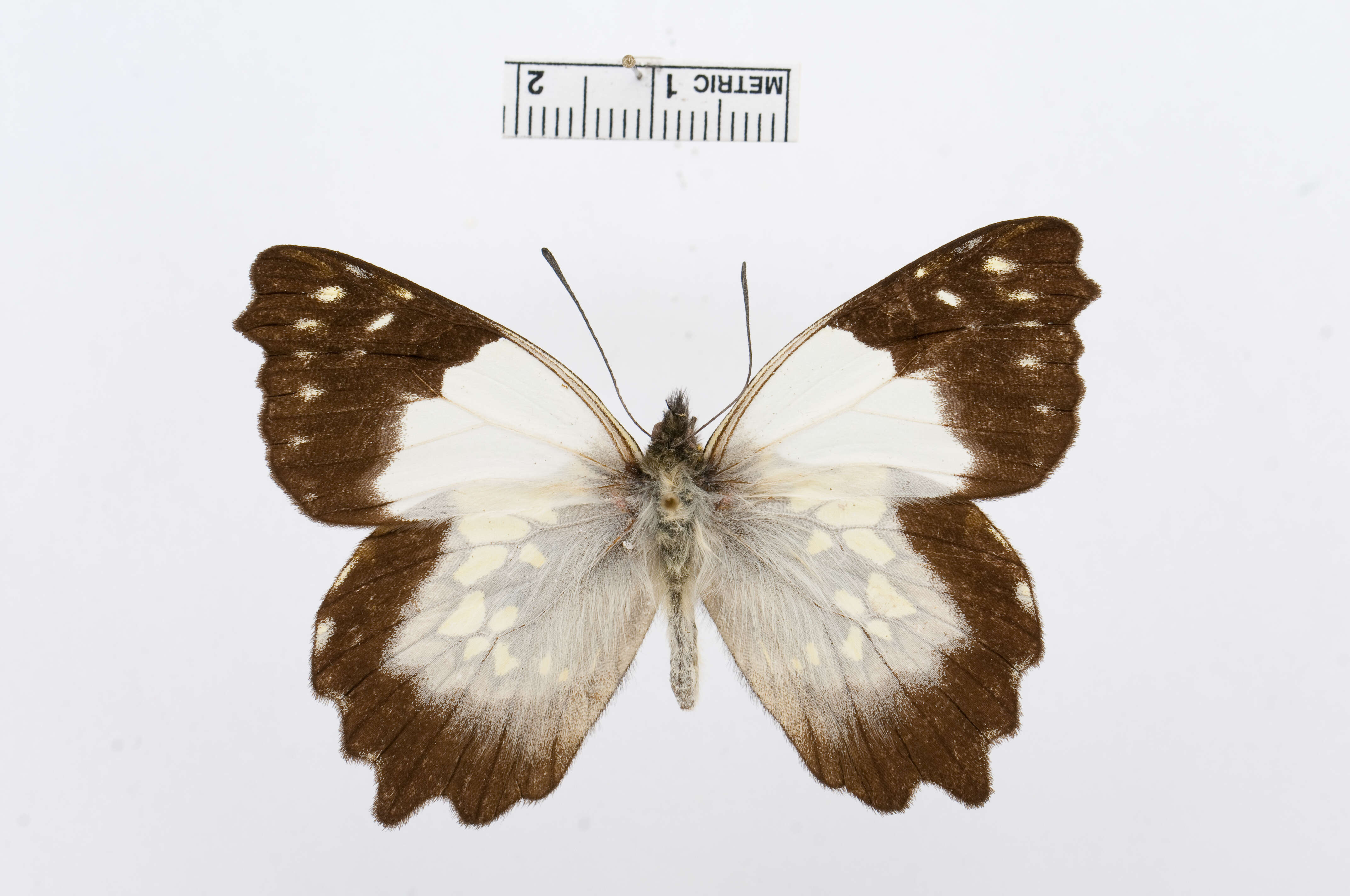 Image of Leodonta tagaste (Felder & Felder 1859)