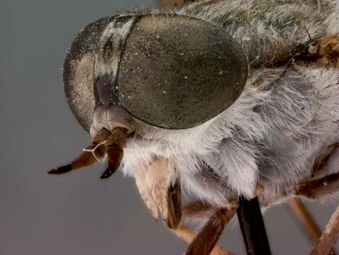 Image de Tabanus monoensis Hine 1924