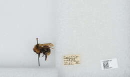 Image de Bombus insularis (Smith 1861)