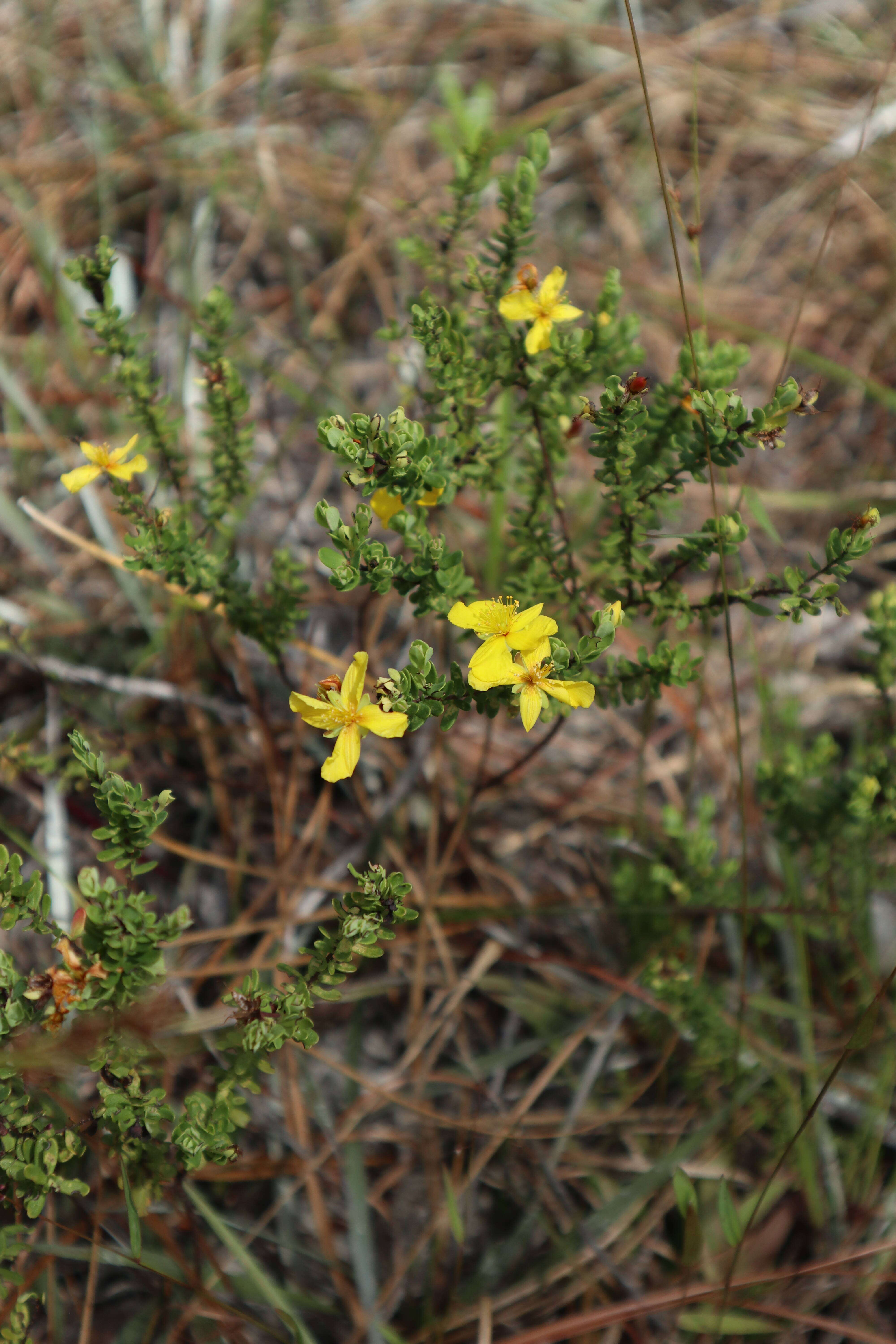 Image de Hypericum microsepalum (Torr. & Gray) Gray