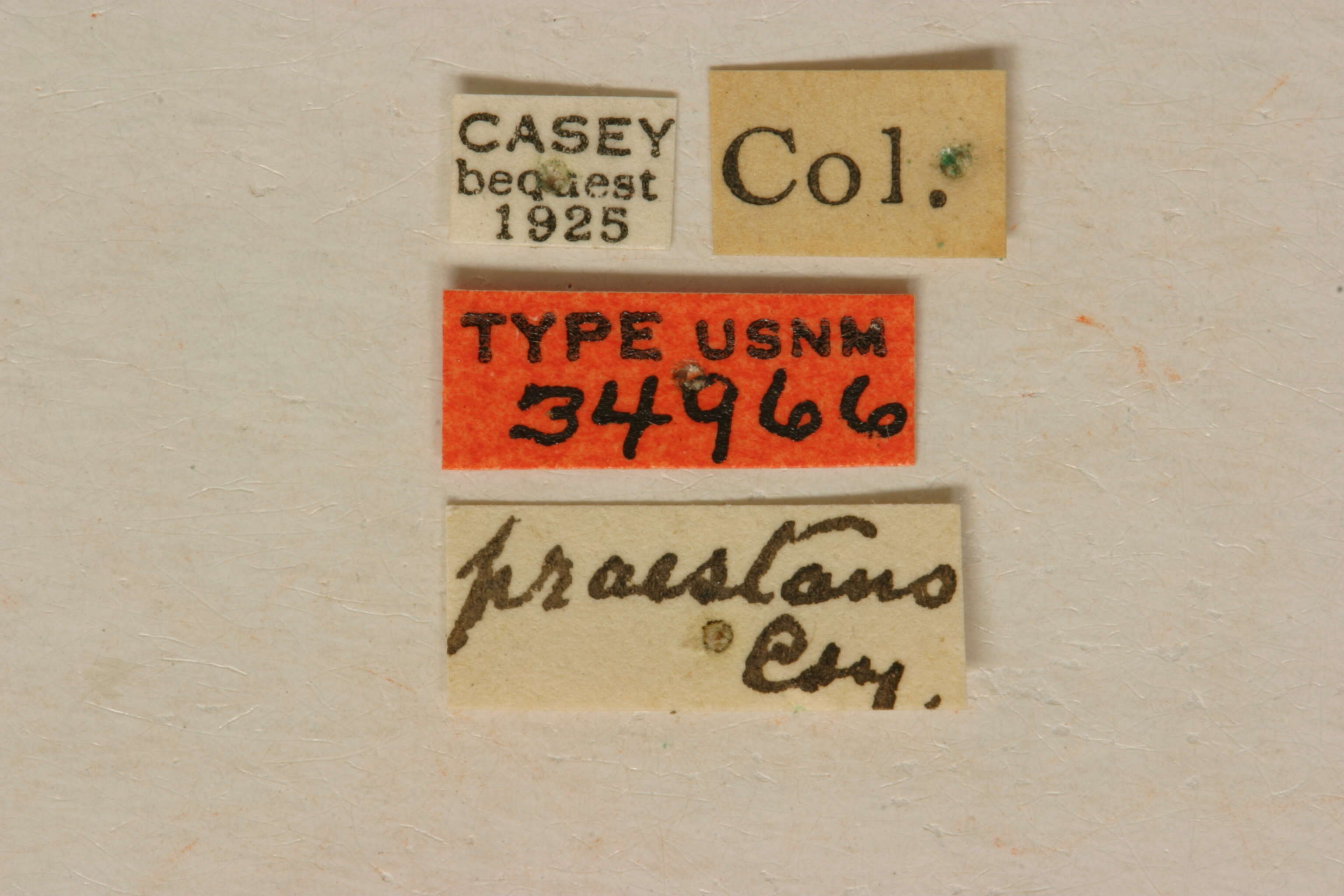 Image of Leptura praestans Casey 1913