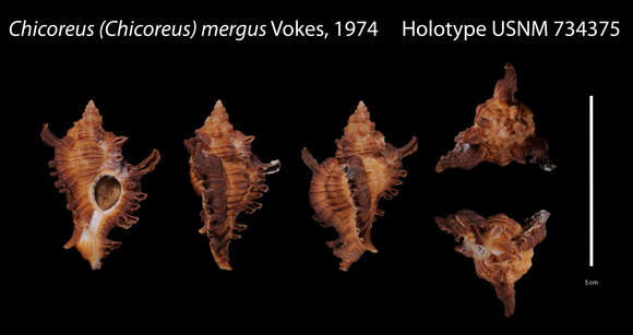 Sivun Chicoreus mergus Vokes 1974 kuva