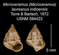 Imagem de Microceramus laureanus indioensis C. Torre & Bartsch 2008