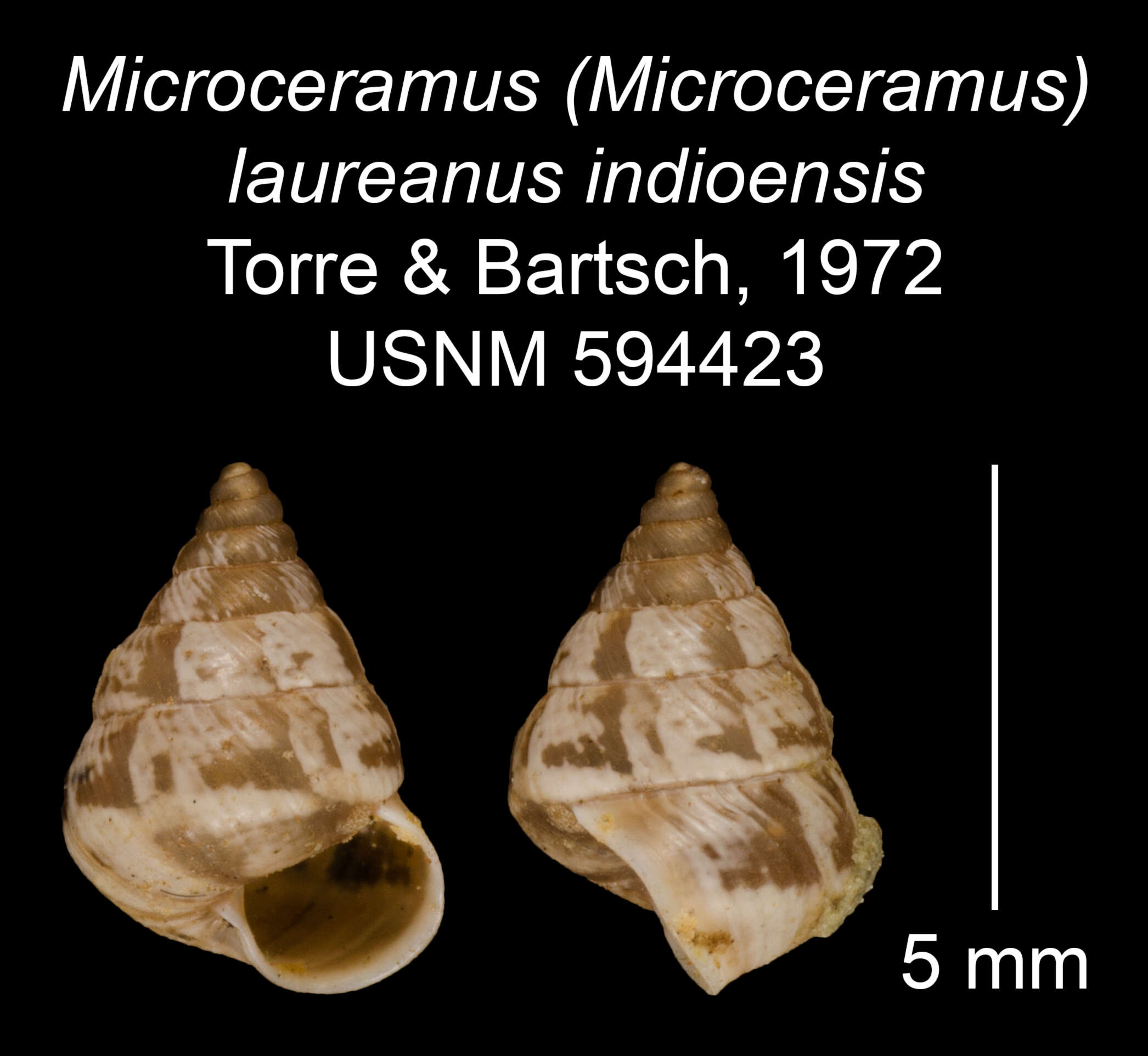 Imagem de Microceramus laureanus indioensis C. Torre & Bartsch 2008