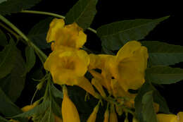 Image of Yellow bells