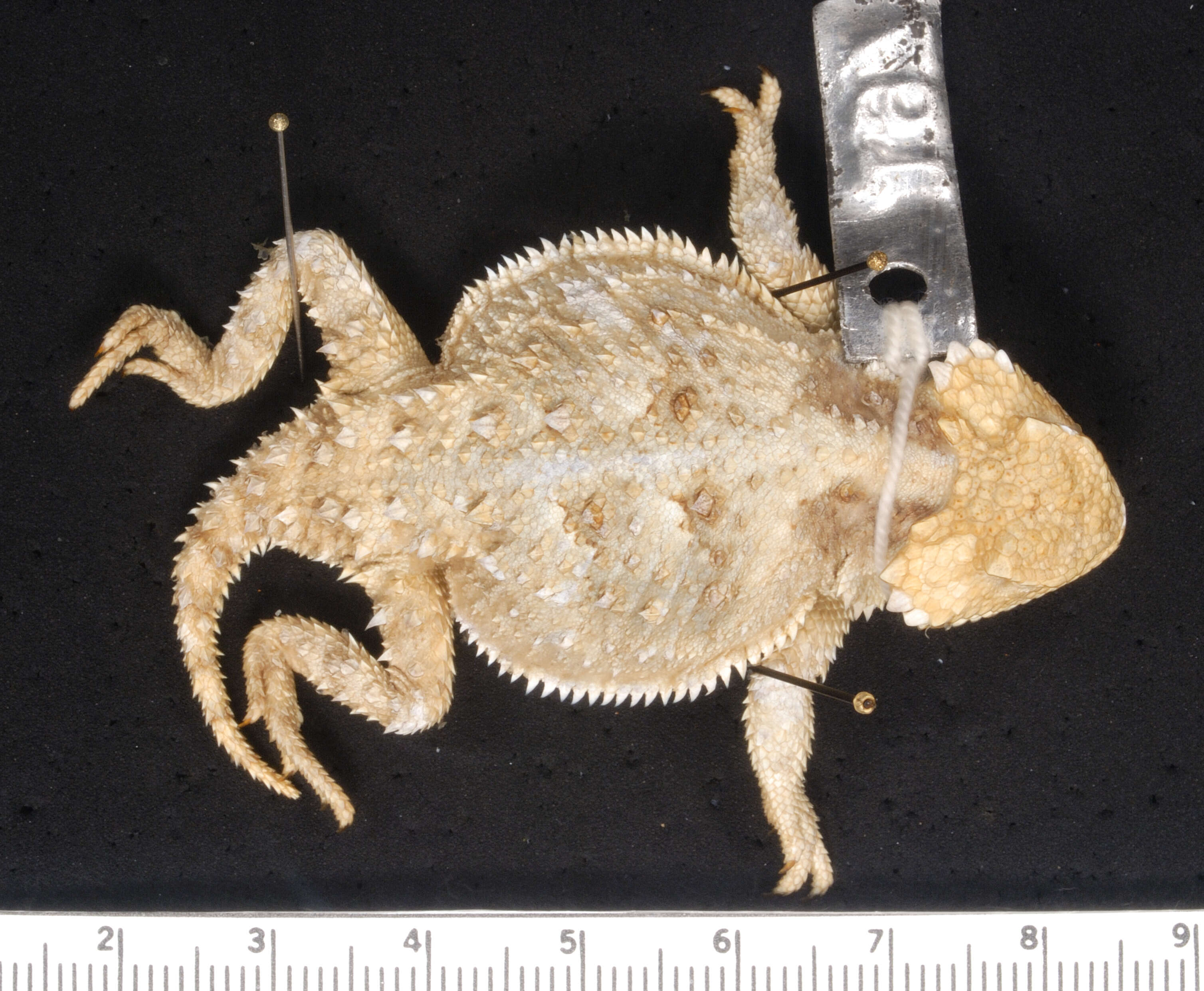 Image of Greater Short-horned Lizard