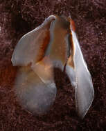 Image of Coffee bean scaled squid