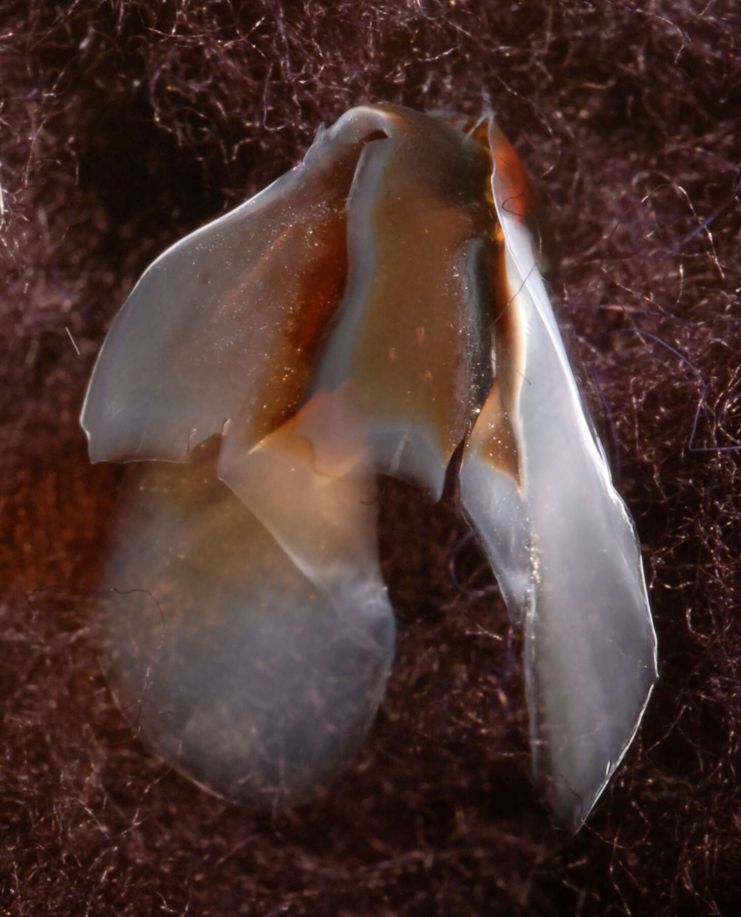 Image of Coffee bean scaled squid