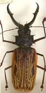 Image of Long-horned beetle