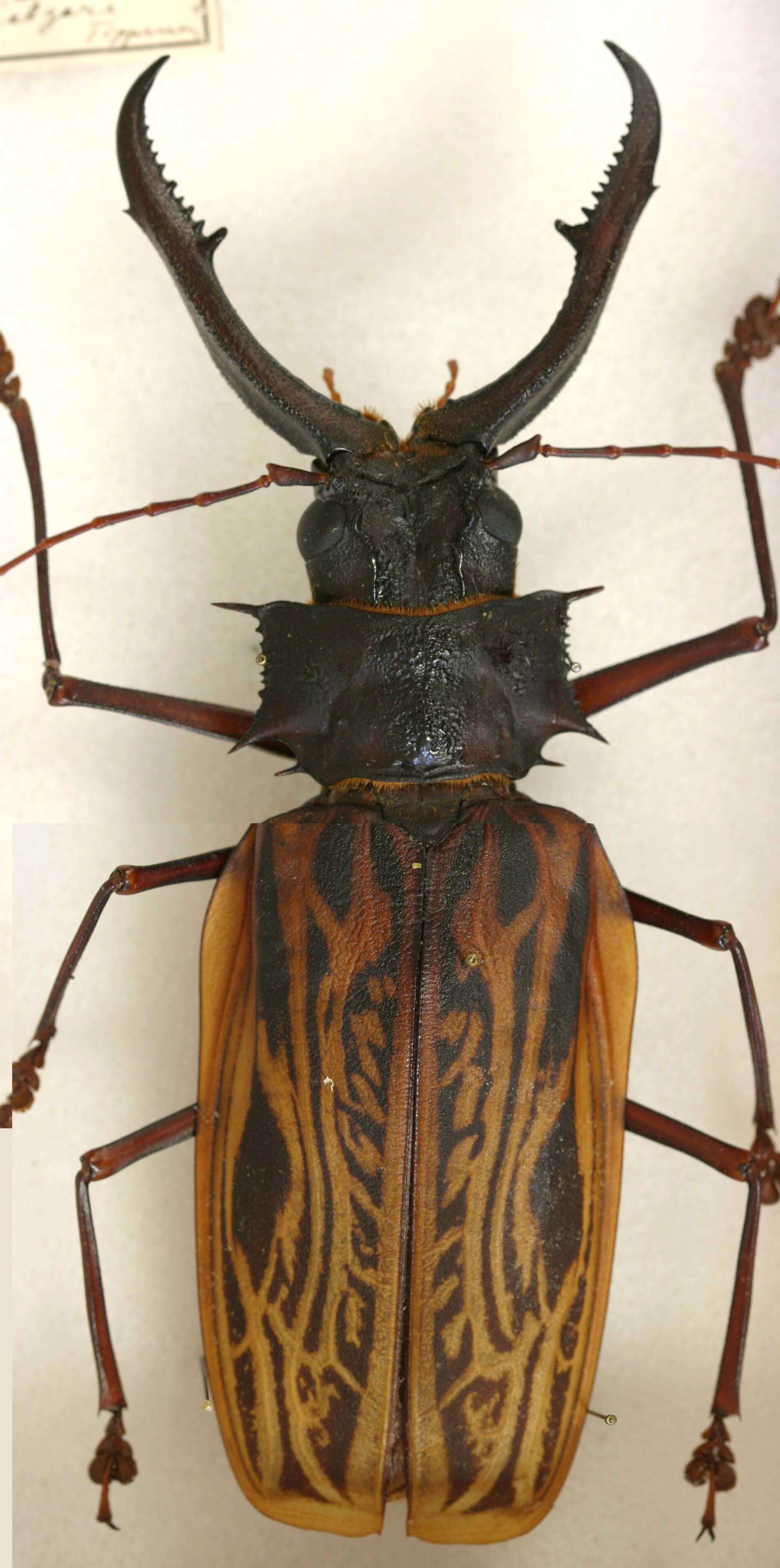 Image of Long-horned beetle