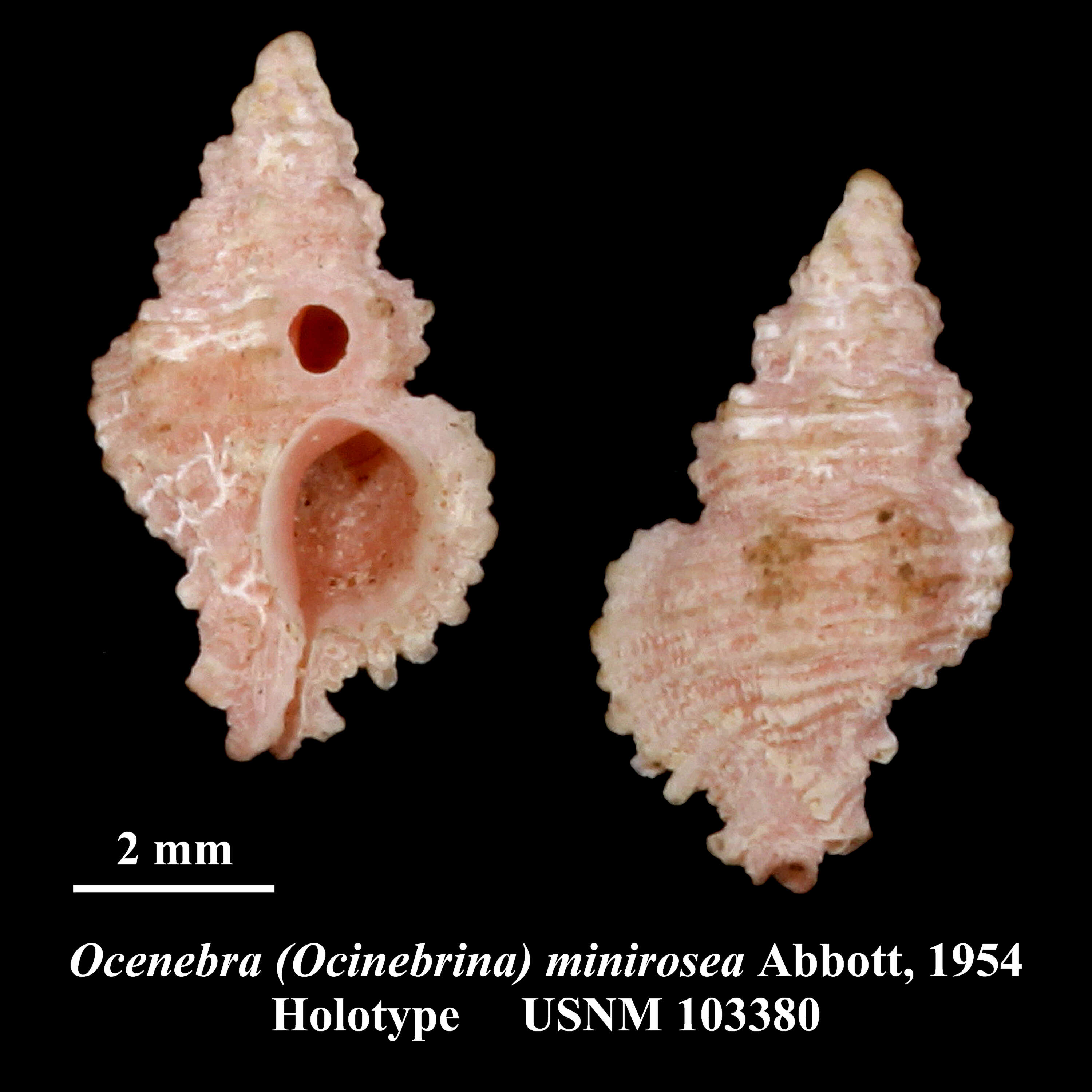 Image of Favartia minirosea (Abbott 1954)