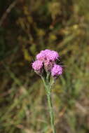 Слика од Liatris chapmanii Torr. & A. Gray