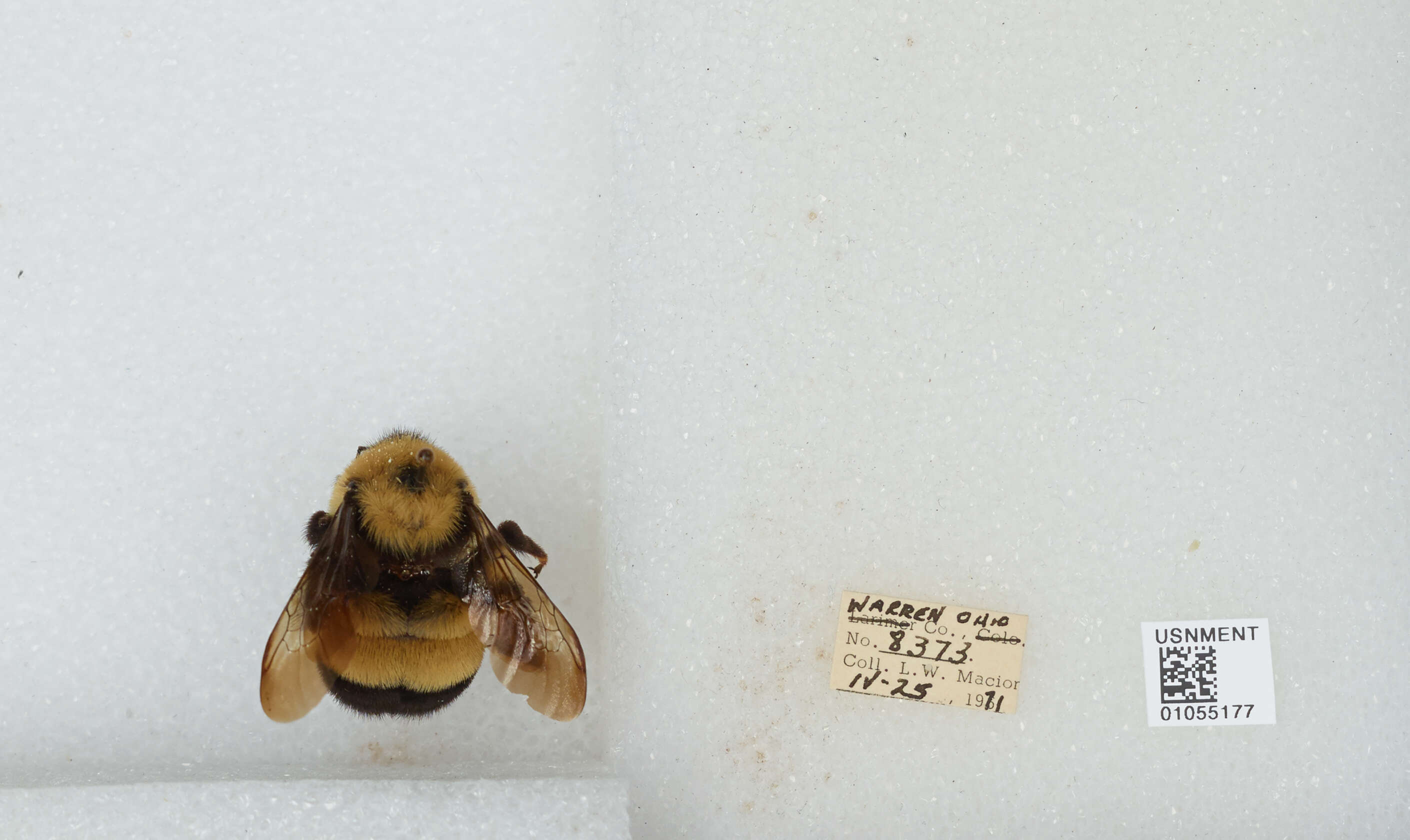 Слика од Bombus affinis Cresson 1864