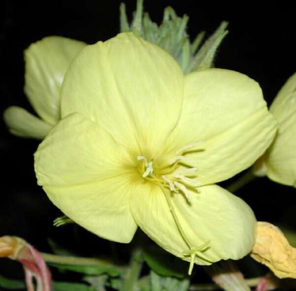 Image of redsepal evening primrose