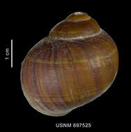 Image of Amauropsis aureolutea (Strebel 1908)