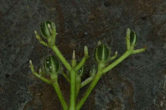 Image of Cnidoscolus tubulosus (Müll. Arg.) I. M. Johnst.