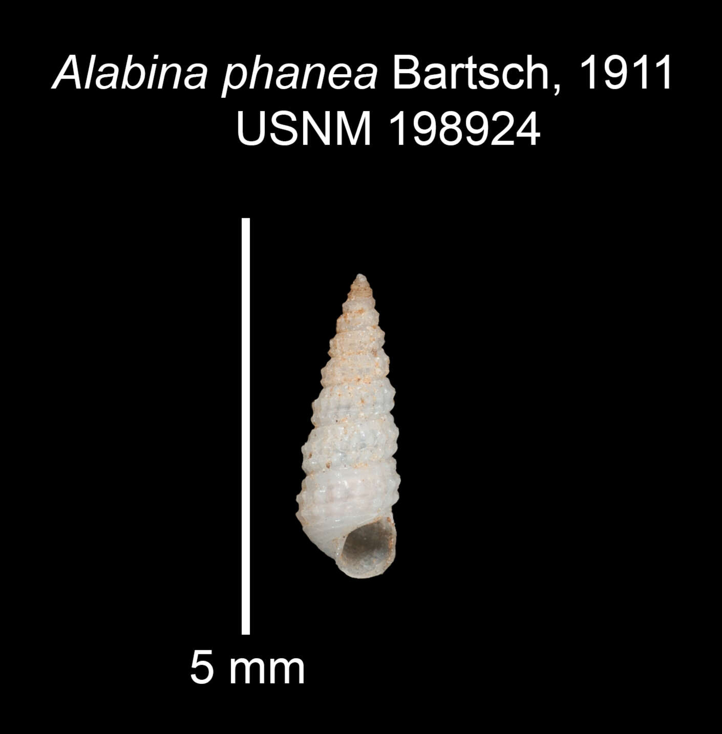 Alabina phanea Bartsch 1911 resmi