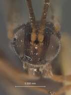 Image of Parasitoid wasp