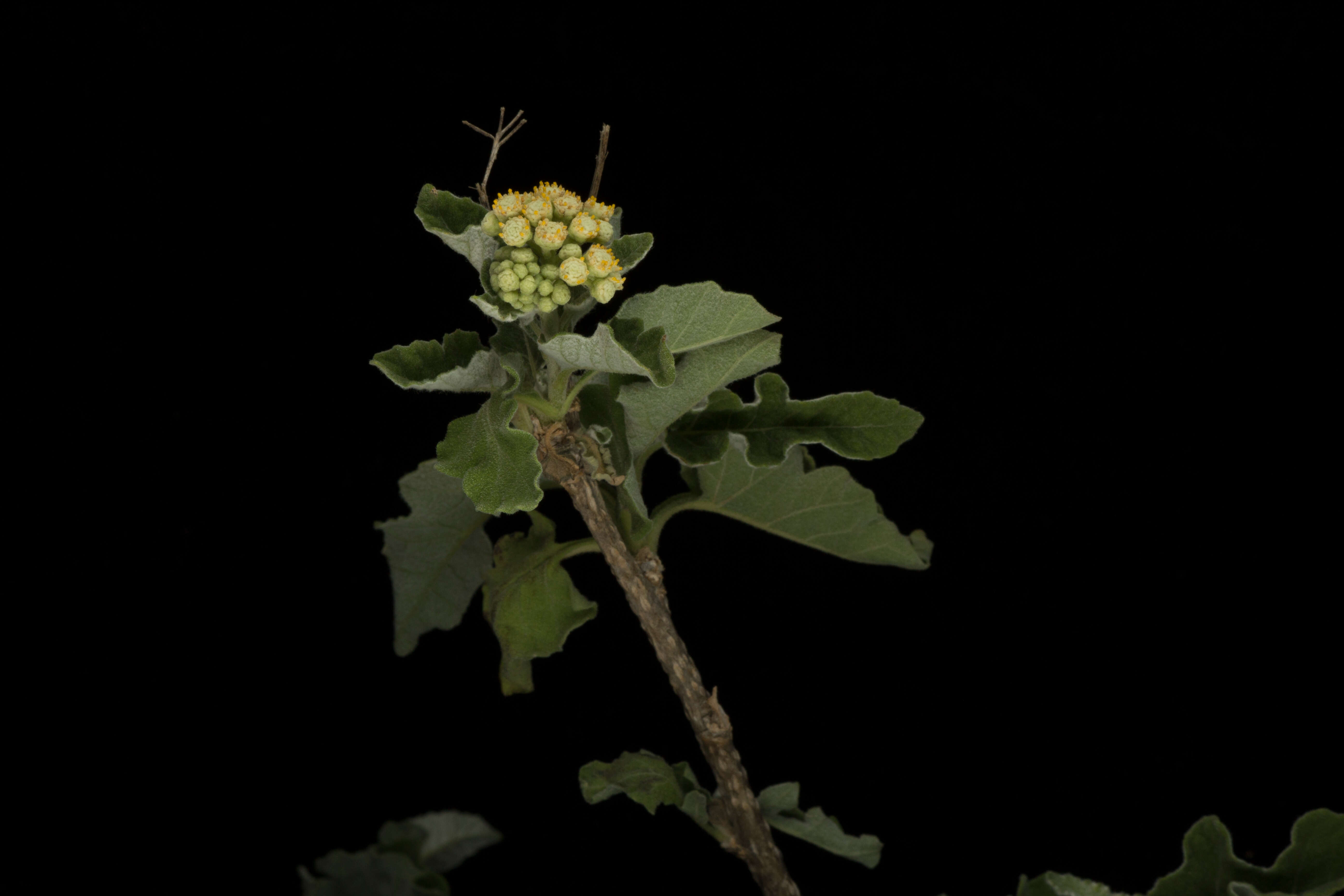 Image of <i>Parthenium <i>tomentosum</i></i> var. tomentosum