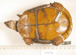 Image of Three-toed box turtle