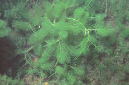 Caulerpa verticillata的圖片