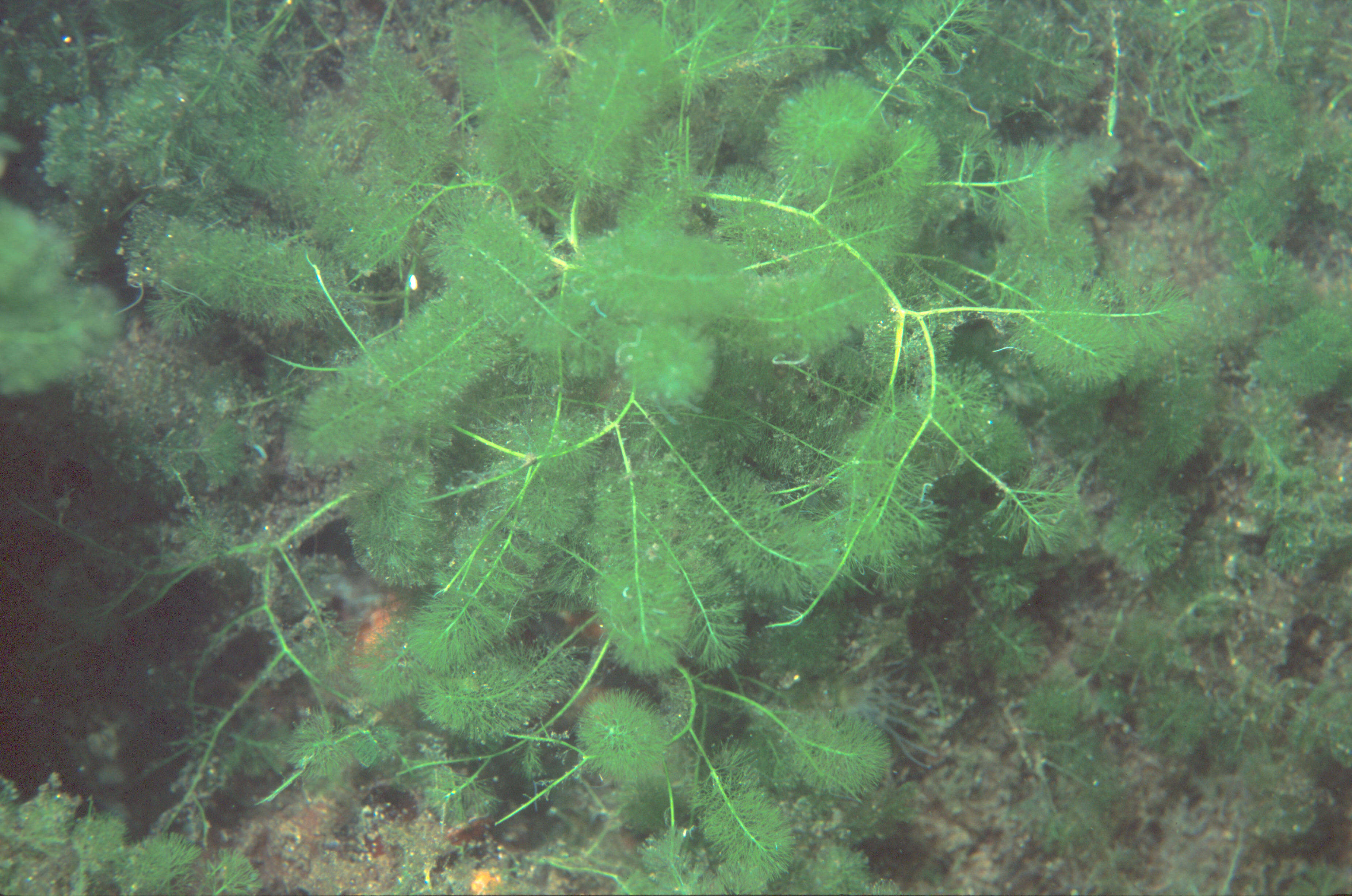 Caulerpa verticillata的圖片