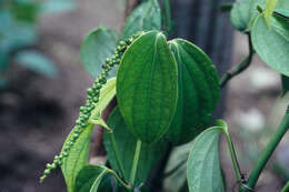 Image of black pepper