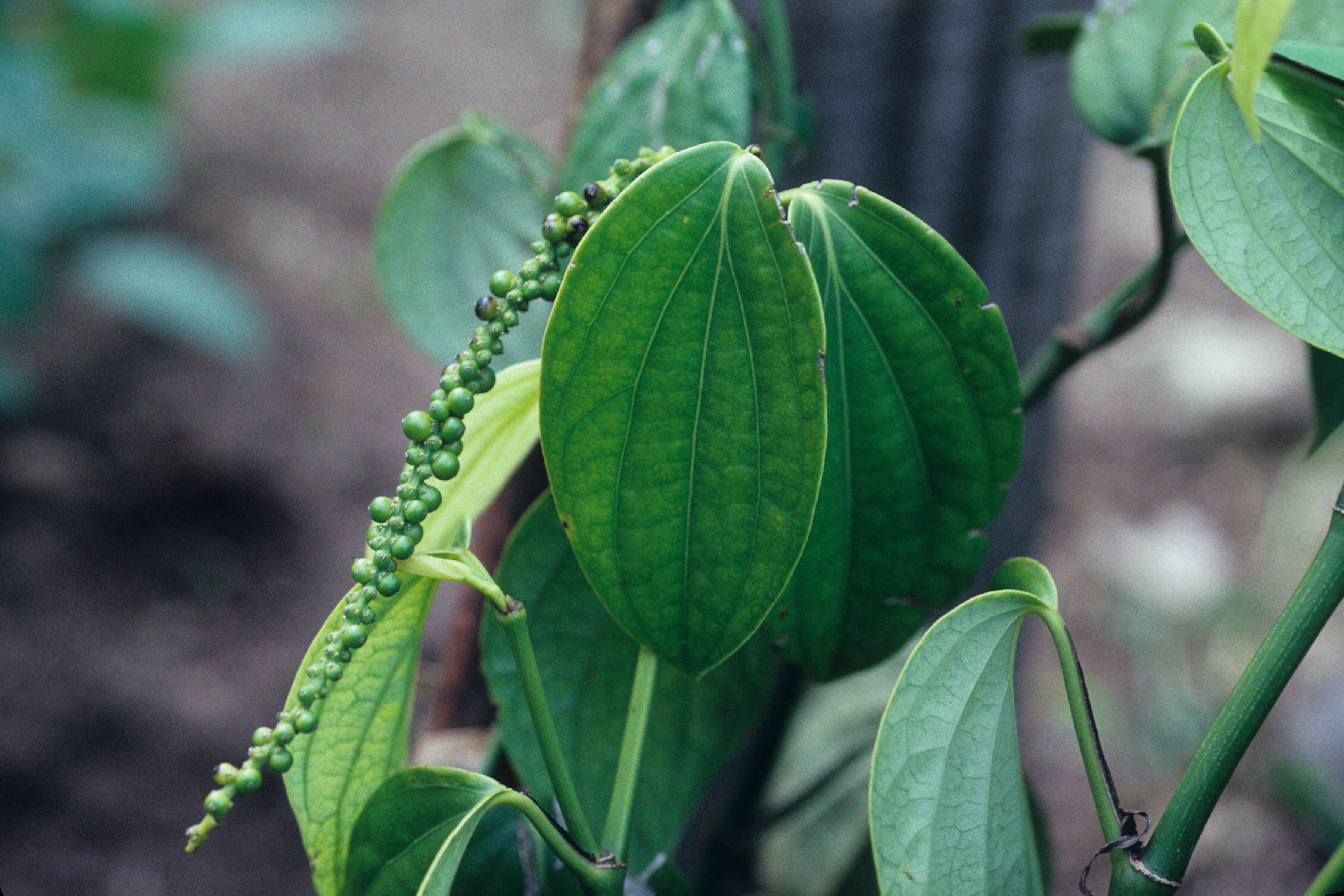 Image of black pepper